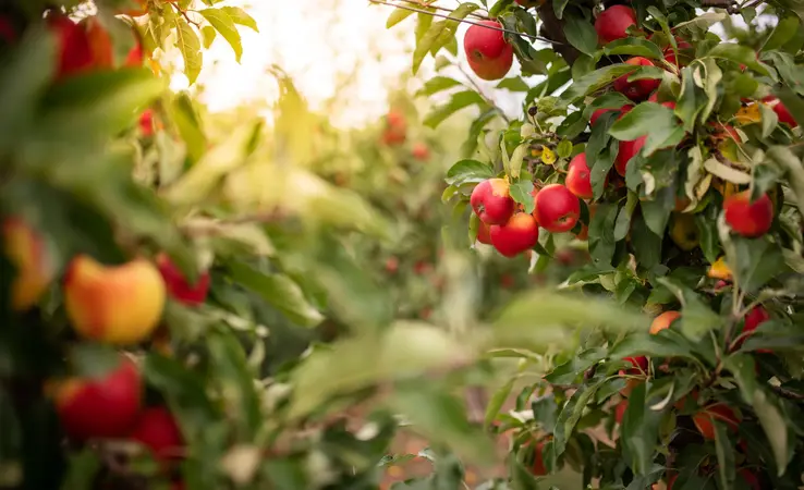 Obstgehölze und Obstbäume kaufen in der Baumschule Neuwied