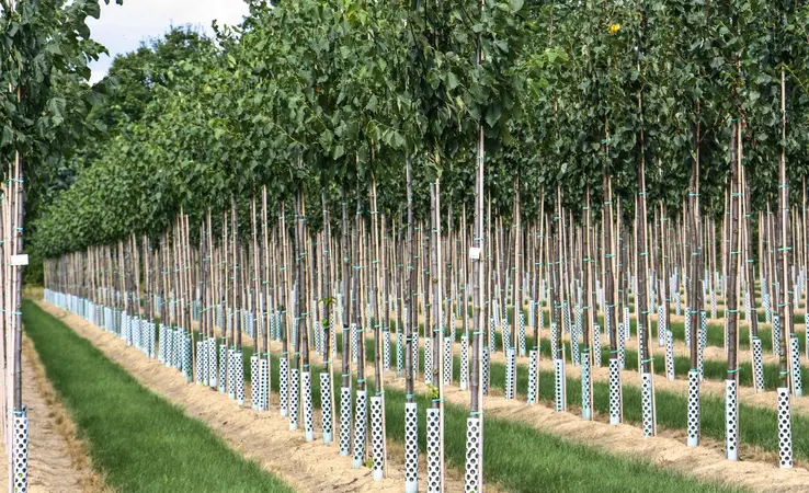 Alleebäume und Hausbäume für die Gartengestaltung in Neuwied