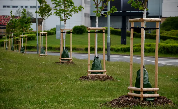 Laubbäume und Schattenspender aus der Baumschule bei Neuwied